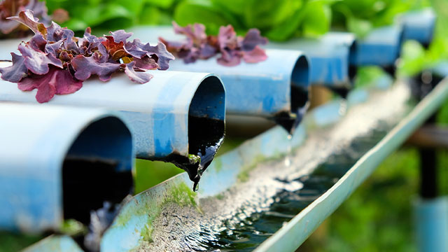 水耕栽培の藻対策